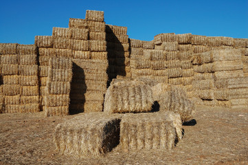 Montaña de alpacas