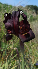 Beautiful black iris flower with white snails on it