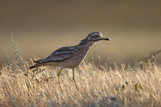 Stone curlew (Burhinus oedicnemus) Bagerova Steppe, Kerch Peninsula, Crimea, Ukraine, July 2009