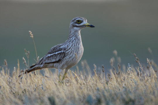 Stone curlew (Burhinus oedicnemus) Bagerova Steppe, Kerch Peninsula, Crimea, Ukraine, July 2009