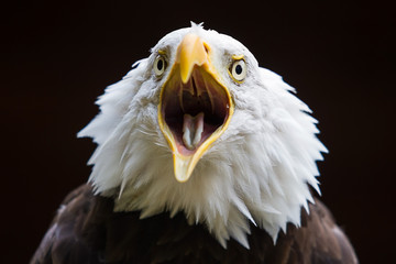 photo of an American Bald Eagle calling