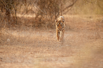 Tiger mother and cub in a beautifulbeautiful golden light in the nature habitat/Ranthambhore National Park in India/indian wildlife/cute little cubs