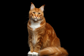 Fototapeta na wymiar Huge Ginger Maine Coon Cat Sitting with Furry Tail and Looks questioningly Isolated on Black Background, front view