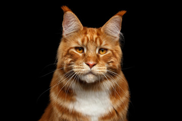 Portrait of Suspiciously Ginger Maine Coon Cat with brush on ears Isolated on Black Background, front view