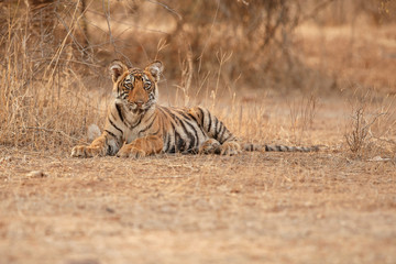 Tiger mother and cub in a beautifulbeautiful golden light in the nature habitat/Ranthambhore National Park in India/indian wildlife/cute little cubs
