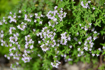 Beautiful thymus flower