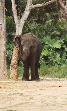 photo of an Asian Elephant rubbing against a tree