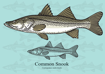 Fototapeta premium Common Snook. Vector illustration for artwork in small sizes. Suitable for graphic and packaging design, educational examples, web, etc.
