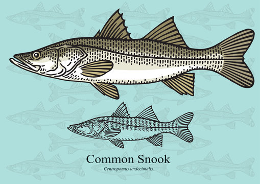 snook clipart