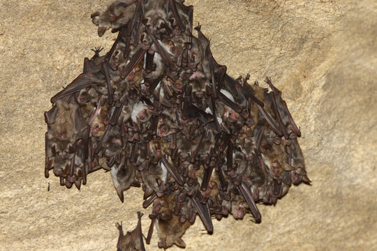 Lesser mouse eared bats (Myotis blythii) roosting in cave, Bagerova Steppe, Kerch Peninsula, Crimea, Ukraine, July 2009