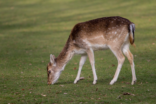 photo of a grazing female fallow deer