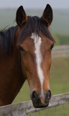 photo portrait of a chestnut pony