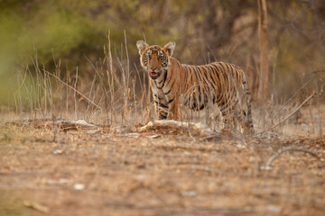 Tiger mother and cub in a beautifulbeautiful golden light in the nature habitat/Ranthambhore National Park in India/indian wildlife/cute little cubs