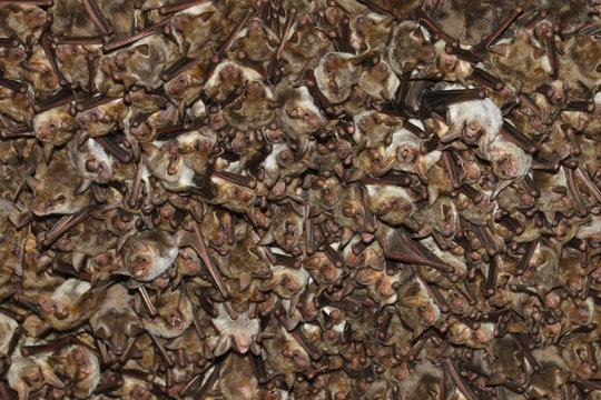 Lesser mouse eared bat (Myotis blythii) colony roosting in cave, Bagerova Steppe, Kerch Peninsula, Crimea, Ukraine, July 2009 Wild Wonders kids book.