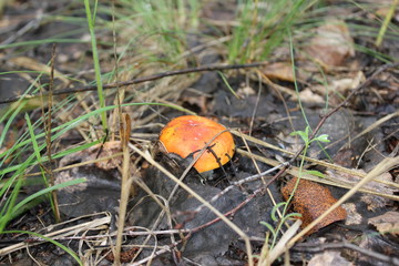 Russula emetica as the sickener, or vomiting russula mushroom 20098