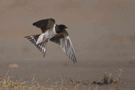 Barn swallow (Hirundo rustica) in flight, Bagerova Steppe, Kerch Peninsula, Crimea, Ukraine, July 2009