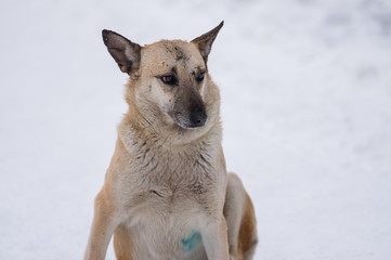 Winter portrait of cute mixed breed stray dog with scars on the snout received in street dog fights