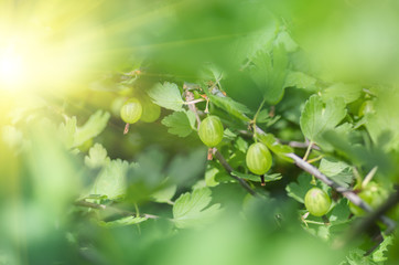 berries gooseberry growing on a branch of bush