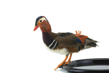 mandarin duck