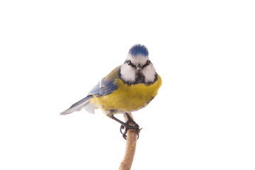 Eurasian Blue Tit