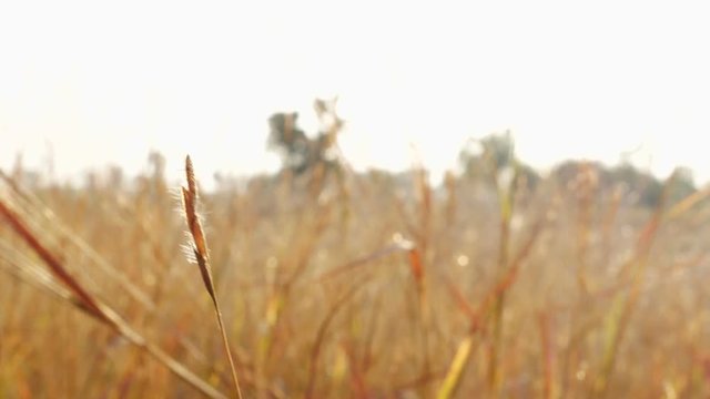 Beautiful dry golden grass in the field on sunset in the winter time.