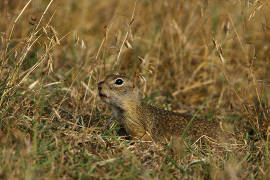 Little souslik (Spermophilus pygmaeus) Bagerova Steppe, Kerch Peninsula, Crimea, Ukraine, July 2009