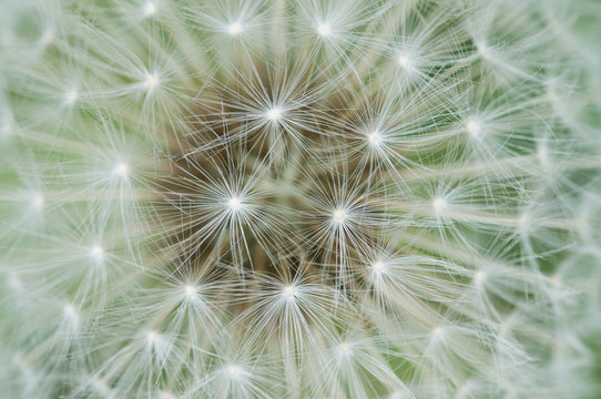 Close-up of a Mountain hawkbit (Leontodon montanus) seed head, Liechtenstein, June 2009 WWE BOOK. WWE INDOOR EXHIBITION