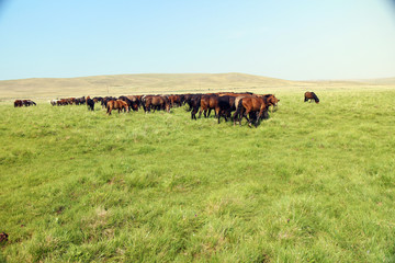 Herd of horses in Mongolia.