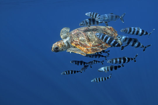 Loggerhead turtle (Caretta caretta) with a shoal of Pilot fish (Naucrates ductor) Pico, Azores, Portugal, June 2009 WWE BOOK. WWE OUTDOOR EXHIBITION. NOT TO BE USED FOR GREETING CARDS OR CALENDARS Wild Wonders kids book.