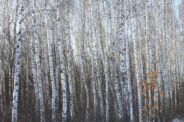 Fototapeta premium Birch trees in bright sunshine / trunks of birch trees in birch-wood