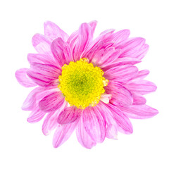 Pink flower isolated on white background