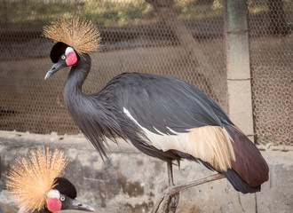 Crowned Crane.