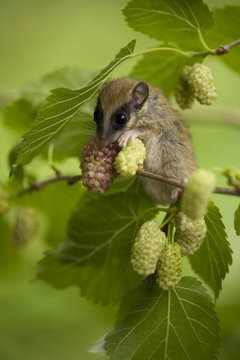 Forest dormouse (Dryomys nitedula) feeding, Muselievo, Nigopol, Bulgaria, June 2008