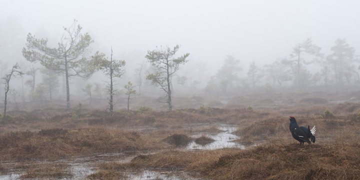 Male Black grouse (Tetrao tertrix) displaying at lek site, in mist, Bergslagen, Sweden, April 2009