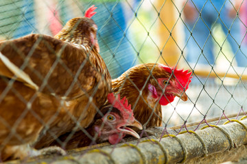 Chicken farm