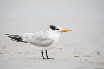 Royal Tern (Thalasseus maximus) standing on the beach, Fort De Soto Park, Tierra Verde, Florida, USA