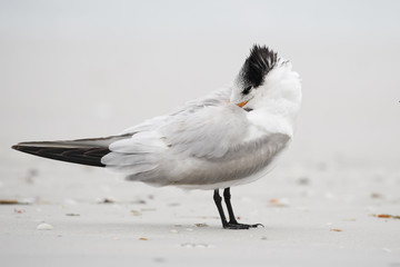 Royal Tern (Thalasseus maximus) standing on the beach, Fort De Soto Park, Tierra Verde, Florida, USA