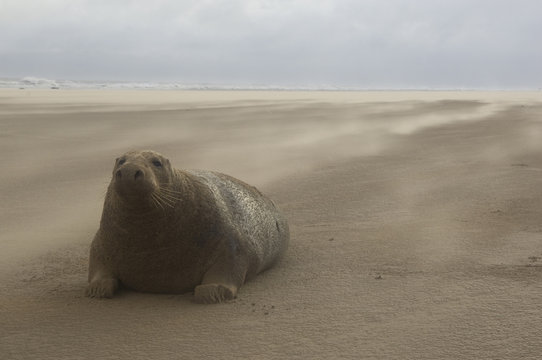 Grey seal (Halichoerus grypus) covered in sand on beach, Donna Nook, Lincolnshire, UK, November 2008