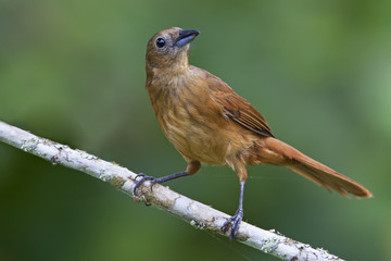 Ruby-crowned tanager (Tachyphonus coronatus) female on branch in garden, Itanhaem, Brazil
