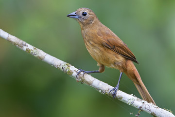 Ruby-crowned tanager (Tachyphonus coronatus) female on branch in garden, Itanhaem, Brazil