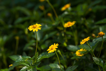 Close-up Little Flowers