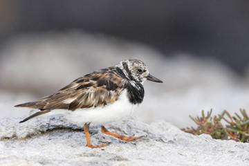 Ruddy Turnstone (Arenaria interpres), South Plaza, Galapagos Islands