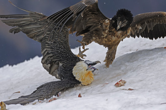 Lammergeier or Bearded vulture adult and juvenile feeding