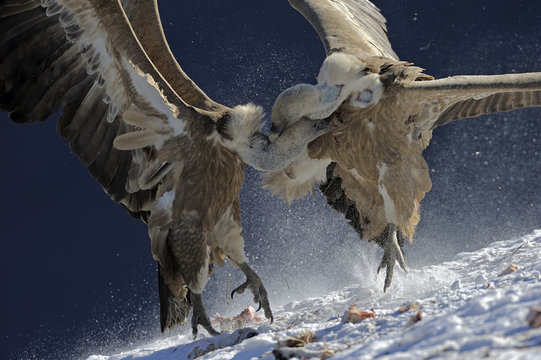 Two Griffon vultures  fighting over food, Spain