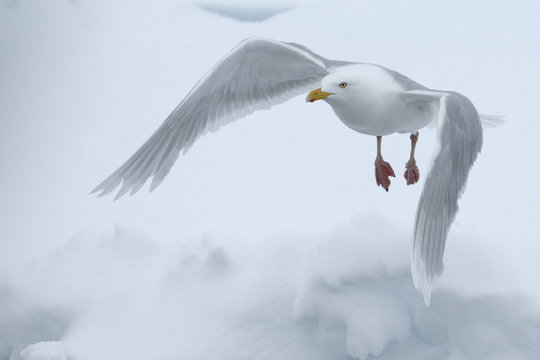 Glaucous gull (Larus hyperboreus) in flight, Moselbukta, Svalbard, Norway, July 2008