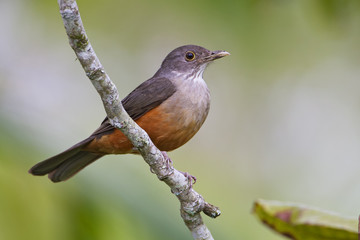 Rufous-bellied thrush (Turdus rufiventris) male on branch in garden, Itanhaem, Brazil