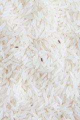 close up of weevil destroy rice.