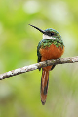 Rufous-tailed jacamar (Galbula ruficauda) sitting on branch, Parque Nacional de Brasilia, Brasilia, Brazil 