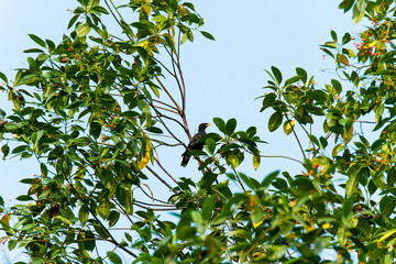 Bird on Tree