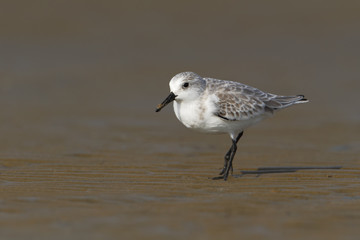Sanderling (Calidris alba) walking on beach, Bolivar Peninsula, Texas, USA